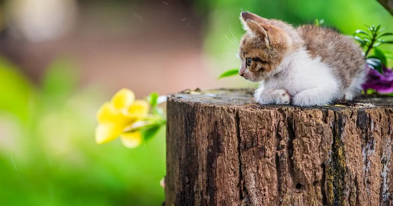 Quelles essences pour un petit jardin ?